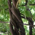 Ciekawe zawijające się drzewo w ogrodach Schonbrunn