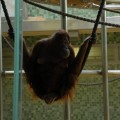 Małpka w zoo sikająca