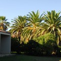 Palmy na terenie ośrodka Agri Costa Rei