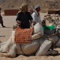 wielbłądy i beduini